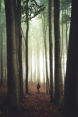 Woman stands in the middle of row beech trees in foggy forest, Czech Republicの写真素材