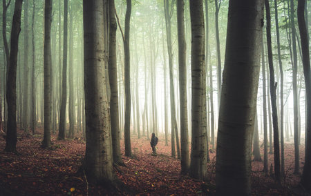 Woman stands in the middle of row beech trees in foggy forest, Czech Republic