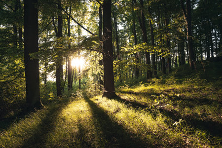 Forest landscape with sunrays shining through treesの写真素材