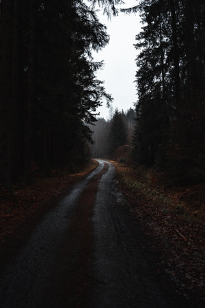 Moody road in rainy forestの写真素材