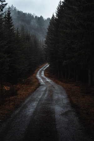 Moody road in rainy forestの写真素材
