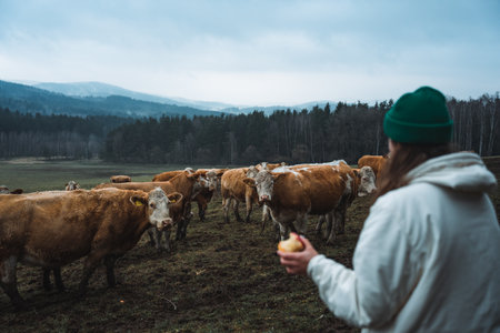 Vegetarian woman feeding cow with apple on meadowの写真素材