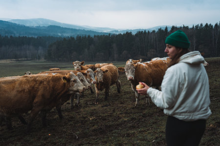Vegetarian woman feeding cow with apple on meadowの写真素材