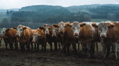 Group of cows on cloudy rainy dayの写真素材
