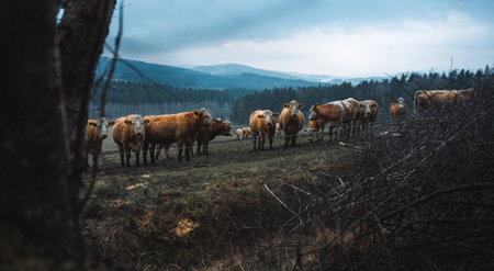 Group of cows on cloudy rainy dayの写真素材