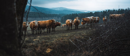 Group of cows on cloudy rainy dayの写真素材