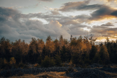 A heavily cloudy sky filled with various shades of gray looms above a group of trees that are standing prominently in the foregroundの写真素材