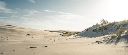 A picturesque sand dune that features a striking tree majestically positioned on top of it, creating a stunning natural sceneの写真素材