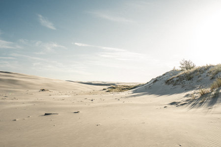 A large sand dune featuring a solitary tree perched majestically on its summit, providing an interesting contrast against the landscapeの写真素材