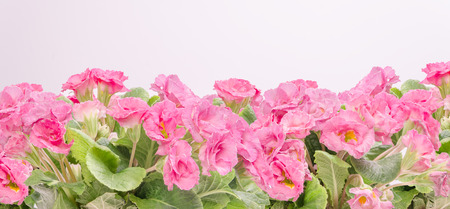 flowersの写真素材