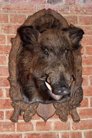 head of wild boar on the brick wallの写真素材