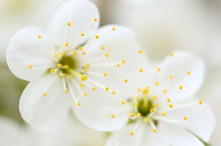 Macrophoto of flowering of two white buds of a cherryの写真素材