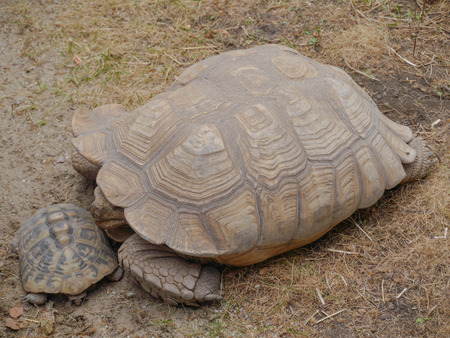 big brown turtle with little turtleの写真素材
