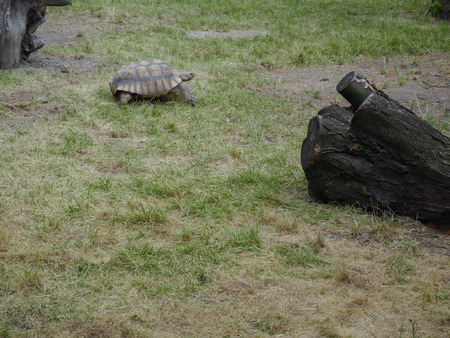 turtle crawling in the zoo grassの写真素材