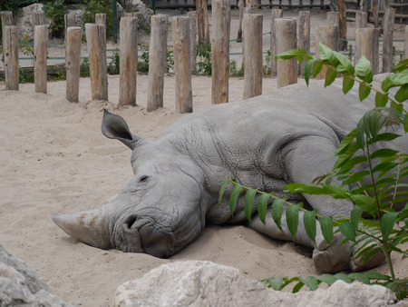 rhino sleeping in the zooの写真素材