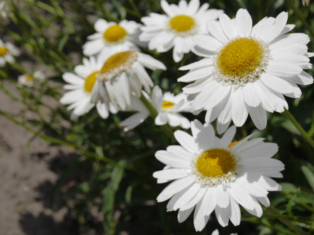 white flowers in the gardenの写真素材