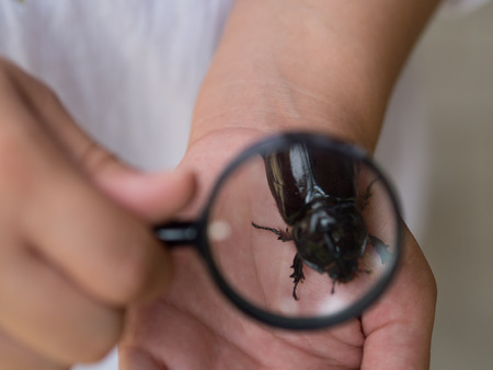 black bugの写真素材