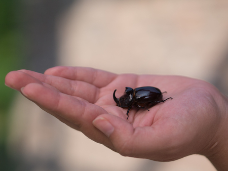 stag beetle holding her handの写真素材