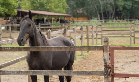 magnificent brown horse in the pinfoldの写真素材