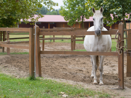 magnificent white horse in the pinfoldの写真素材