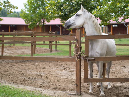 magnificent white horse in the pinfoldの写真素材