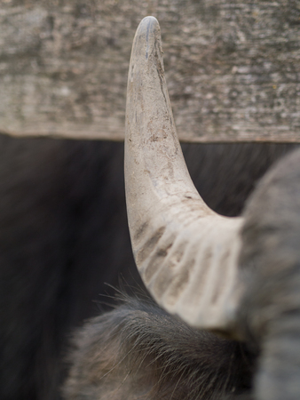 bison hornの写真素材