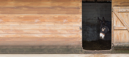 hungarian black donkey in the wooden barnの写真素材