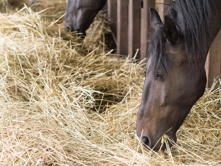 brown horses eating fresh hayの写真素材