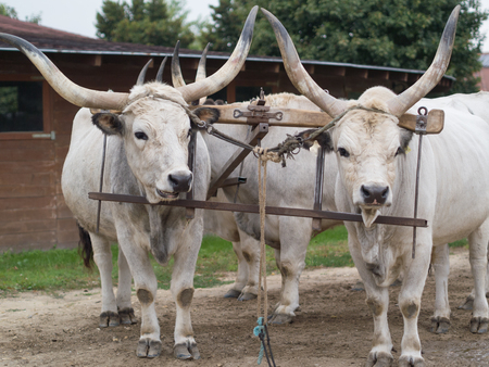 tame gray cattles waitingの写真素材