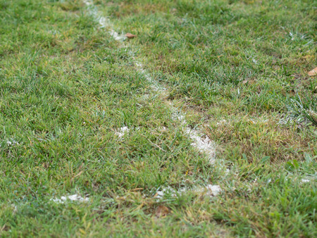the edge of the grass courtの写真素材