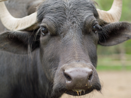 hungarian black buffalo on the meadowの写真素材
