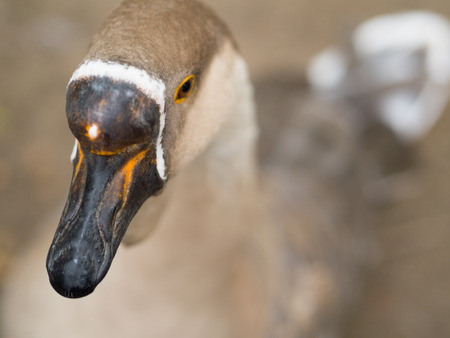 homemade sweet tame ducks in the yardの写真素材