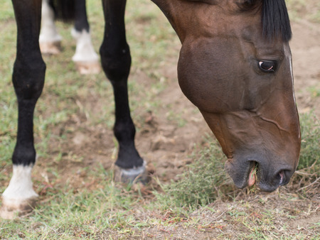 beautiful brown horse grazing in a meadowの写真素材