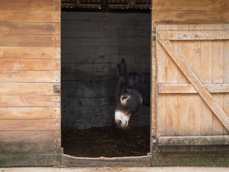 hungarian black donkey in the wooden barnの写真素材
