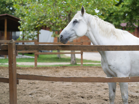 magnificent white horse in the pinfoldの写真素材