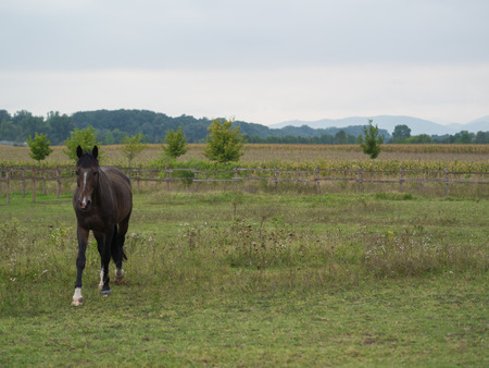 brown horse on the large meadowの写真素材