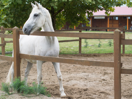 magnificent white horse in the pinfoldの写真素材