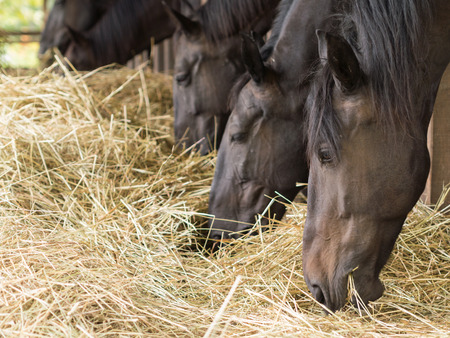 brown horses eating fresh hayの写真素材