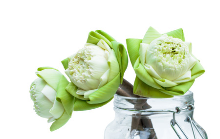 green white lotus flower in glass jugの写真素材