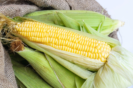 Grain of ripe corn isolated on a white background