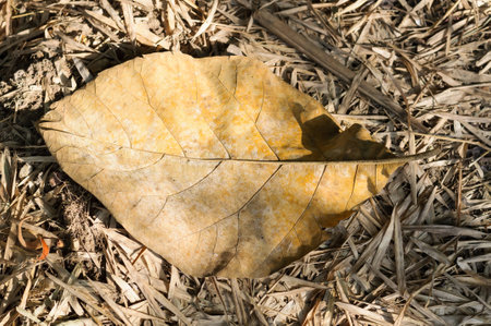 Dry leaf on the ground in a beautiful autumn forest