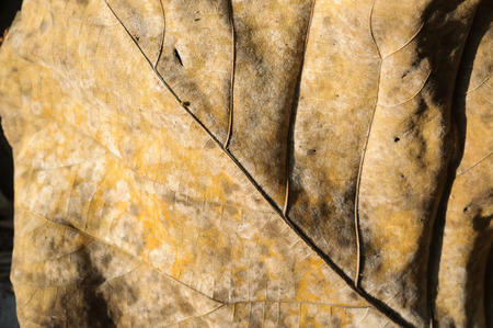 Dry leaf details and very high-res for backgrond autumn forestの写真素材