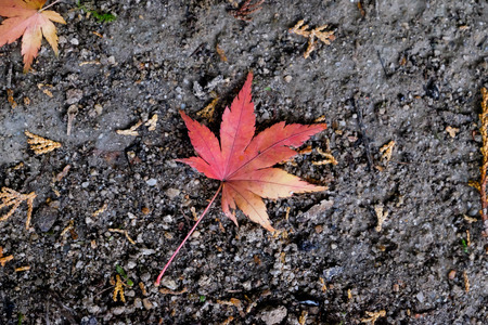 autumn maple leaf  fall forest on the floor backgroundの写真素材