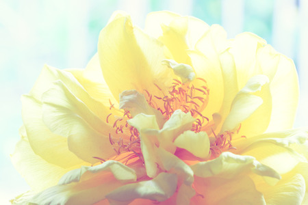 Yellow silk cotton flower on green backgroundの写真素材