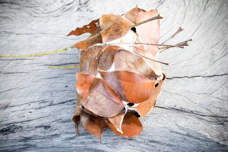 ant nest of dry leaf on top old wood backgroundの写真素材