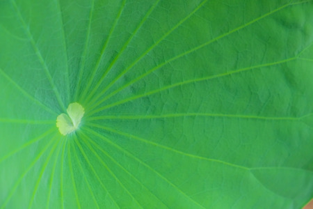 beautiful closeup lotus leaf backgroundの写真素材