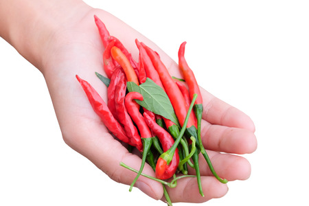 chilli peppers in hand on white background