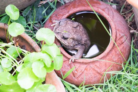 Toad in water jar in the gardenの写真素材