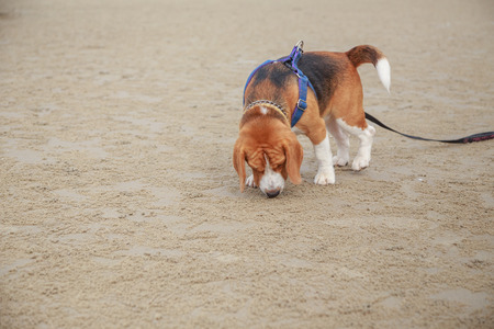 Nice beagle dog boy stand smell on the beachの写真素材