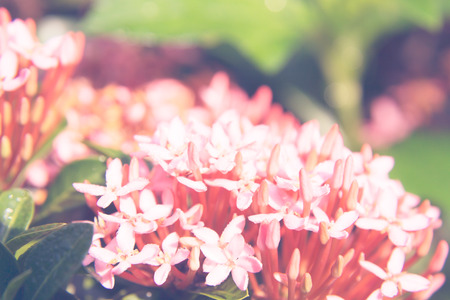 Ixora flower background retro vintage styleの写真素材